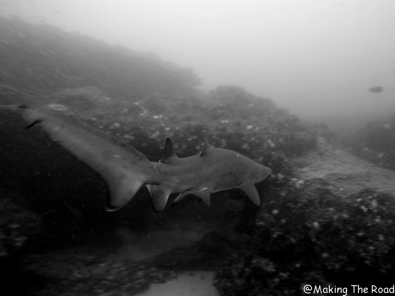 plongée aliwal shoal requin