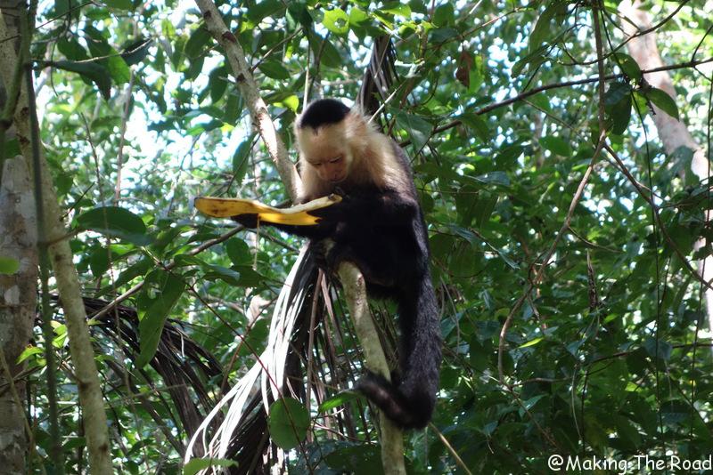 Cahuitas costa rica voir des singes